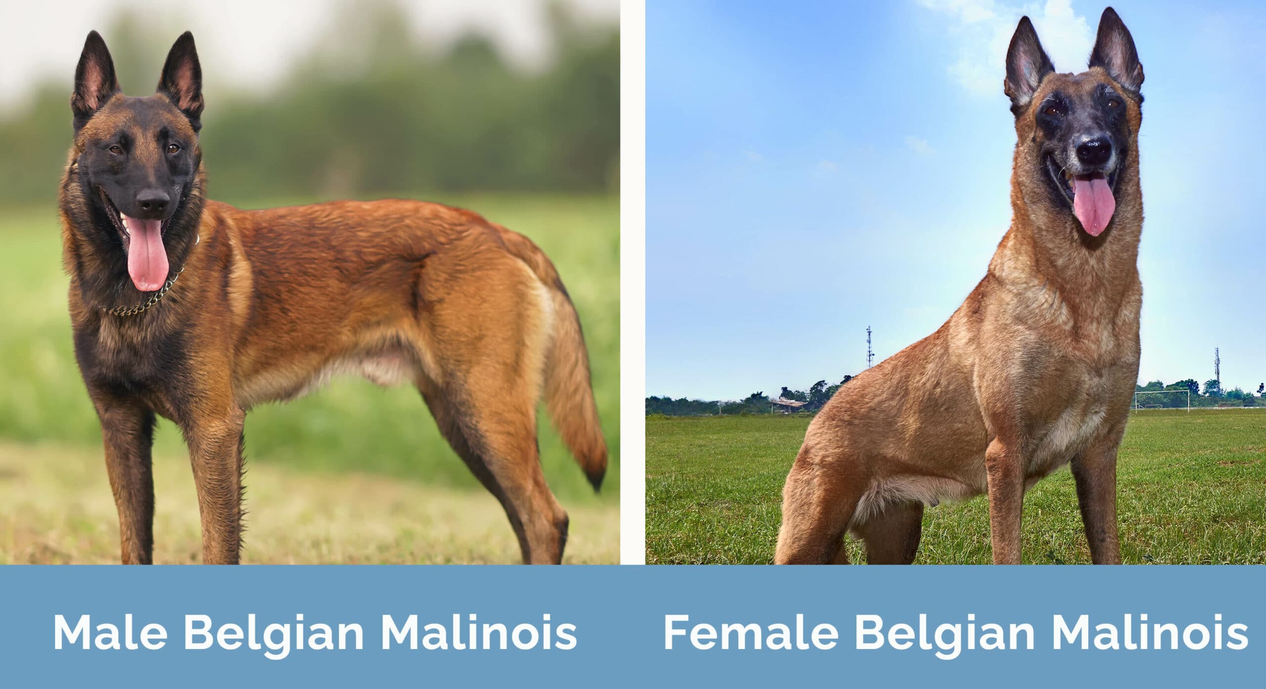 Male Vs Female Belgian Malinois: Traits Face-Off