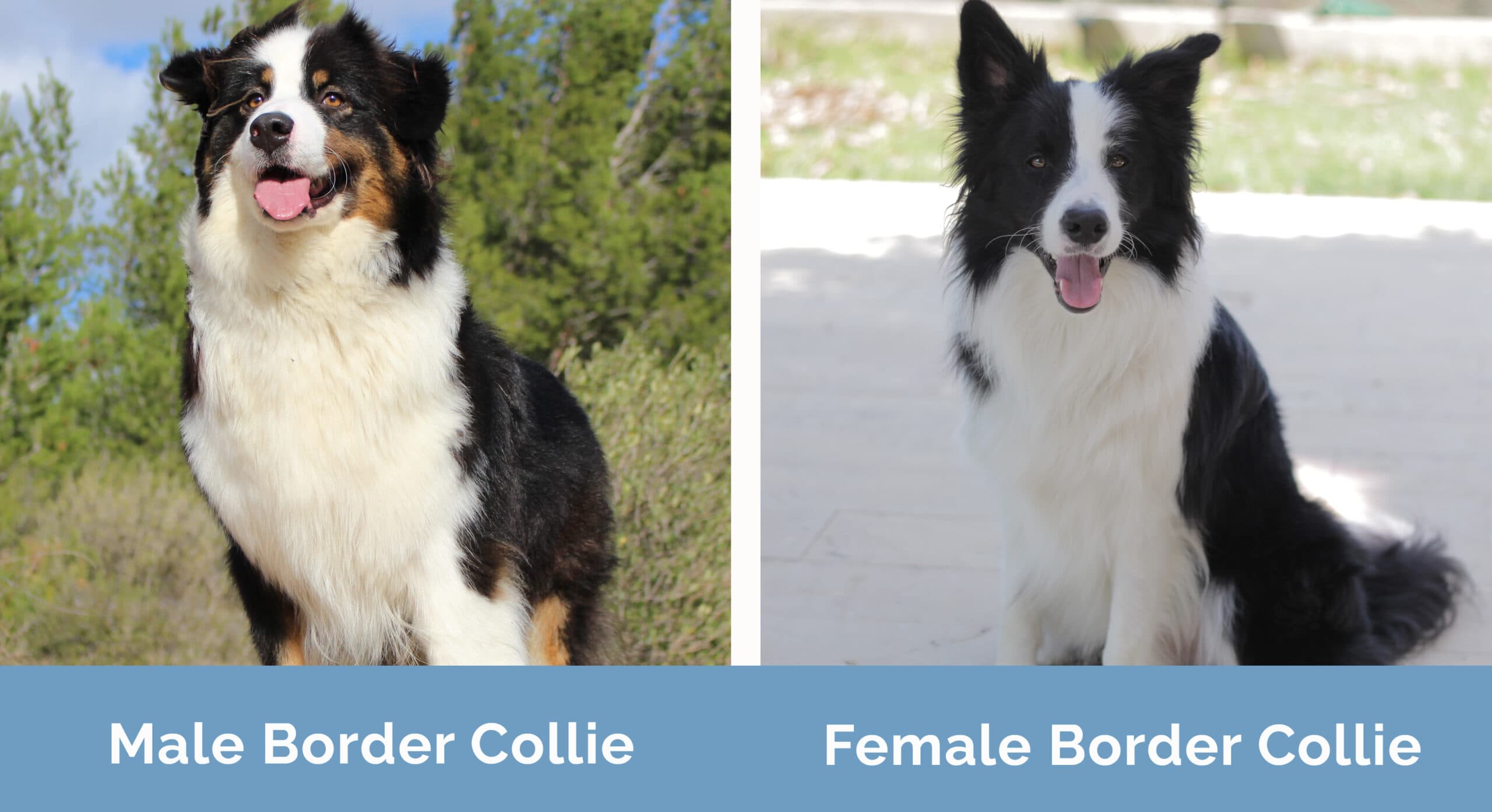 male vs female border collies unveiling the differences