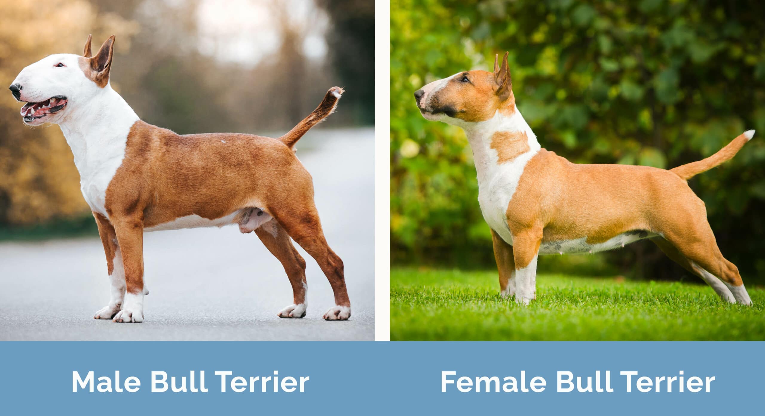 male vs female bull terrier unveiling unique traits