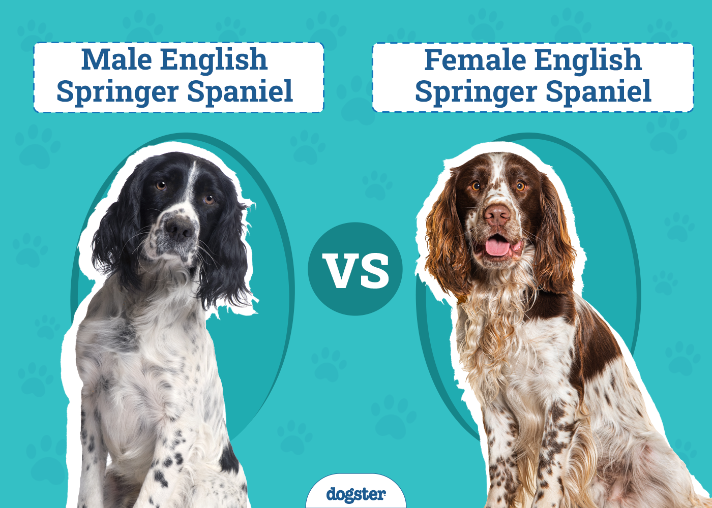 Male Vs Female English Springer Spaniel: Key Differences Explained