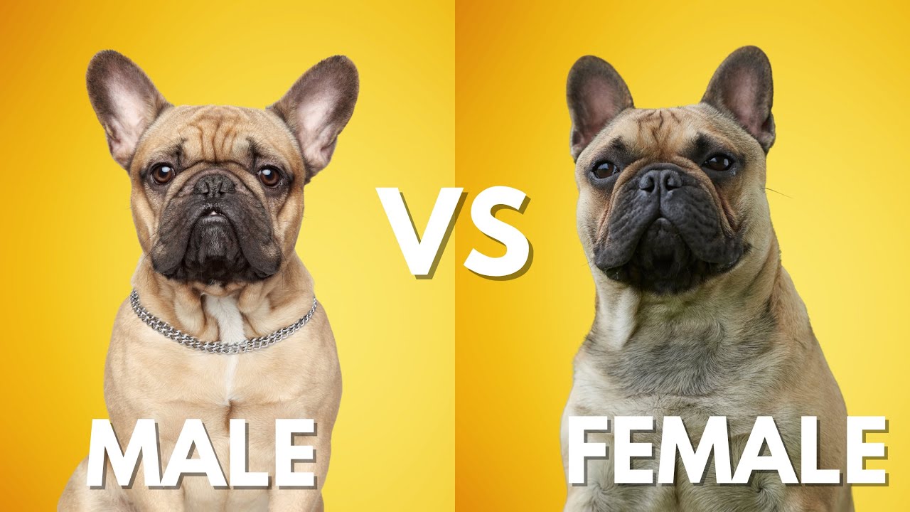 male vs female french bulldog traits comparison 1