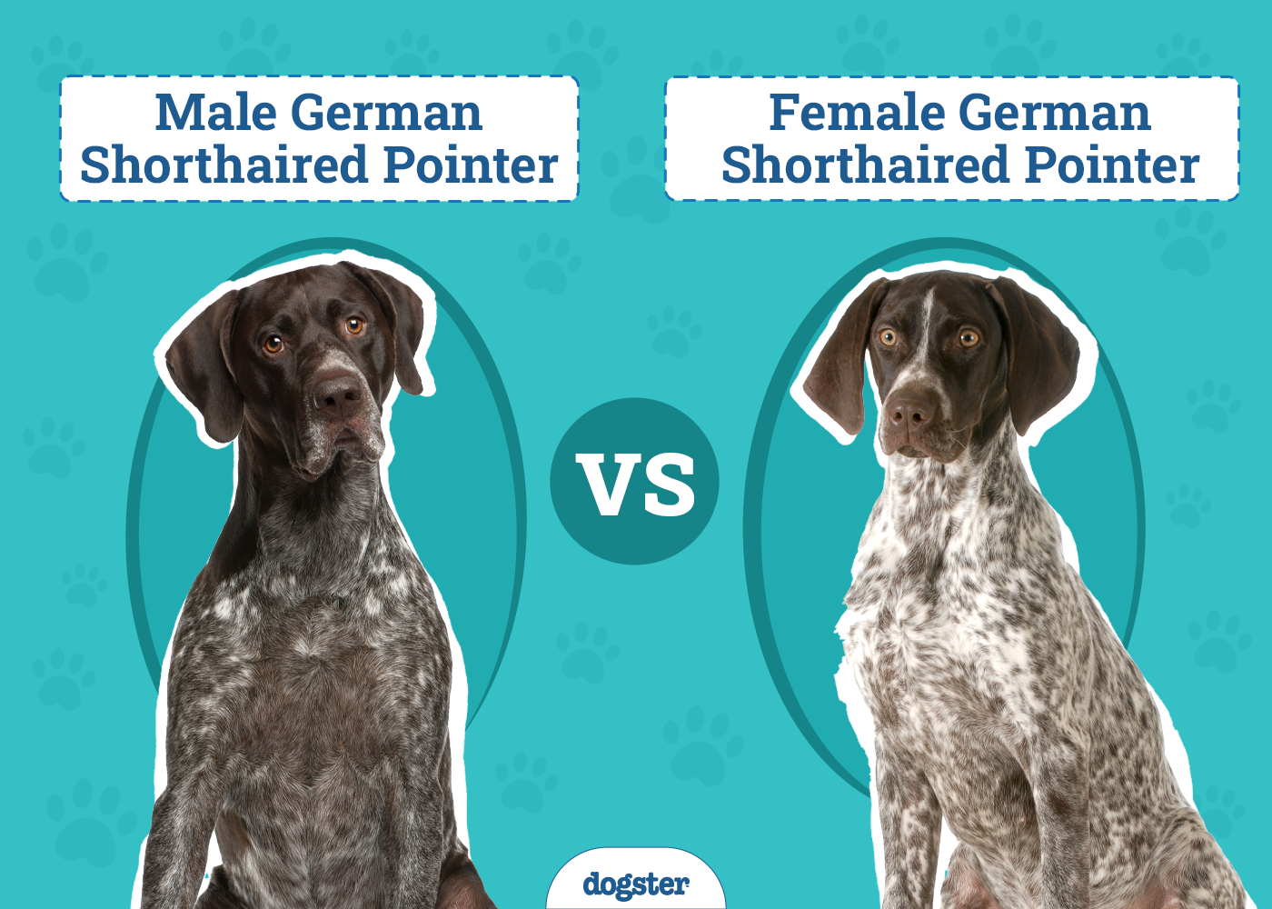male vs female german shorthaired pointer best fit