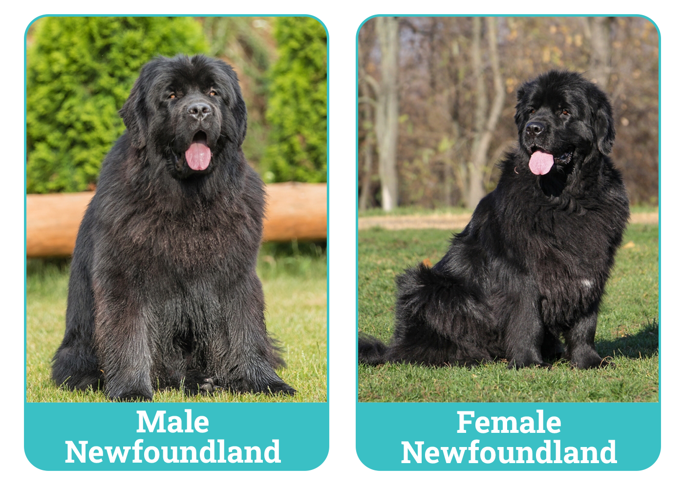 Male Vs Female Newfoundlands: Traits Faceoff