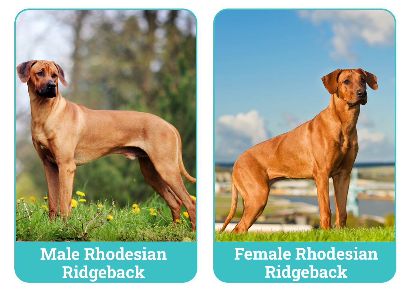 male vs female rhodesian ridgeback unveiling differences