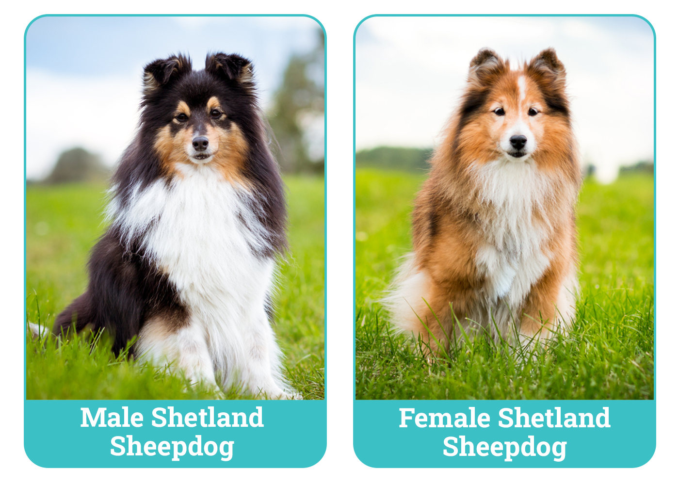 Male Vs Female Shetland Sheepdogs: Traits Showdown!