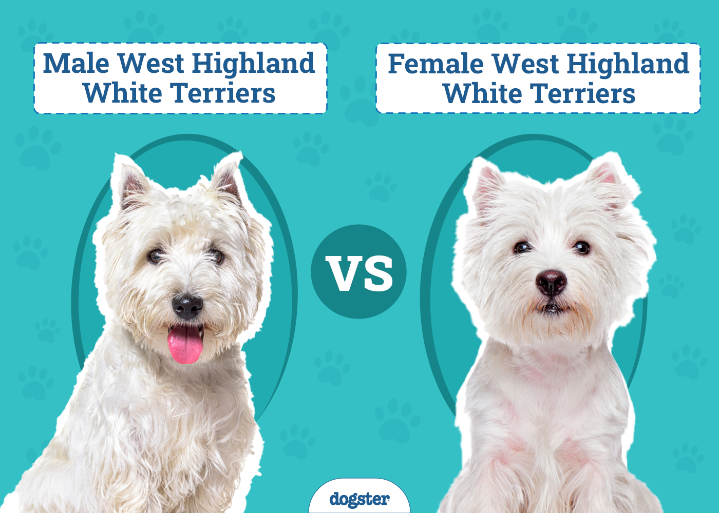 Male Vs Female West Highland Terriers: Traits Faceoff