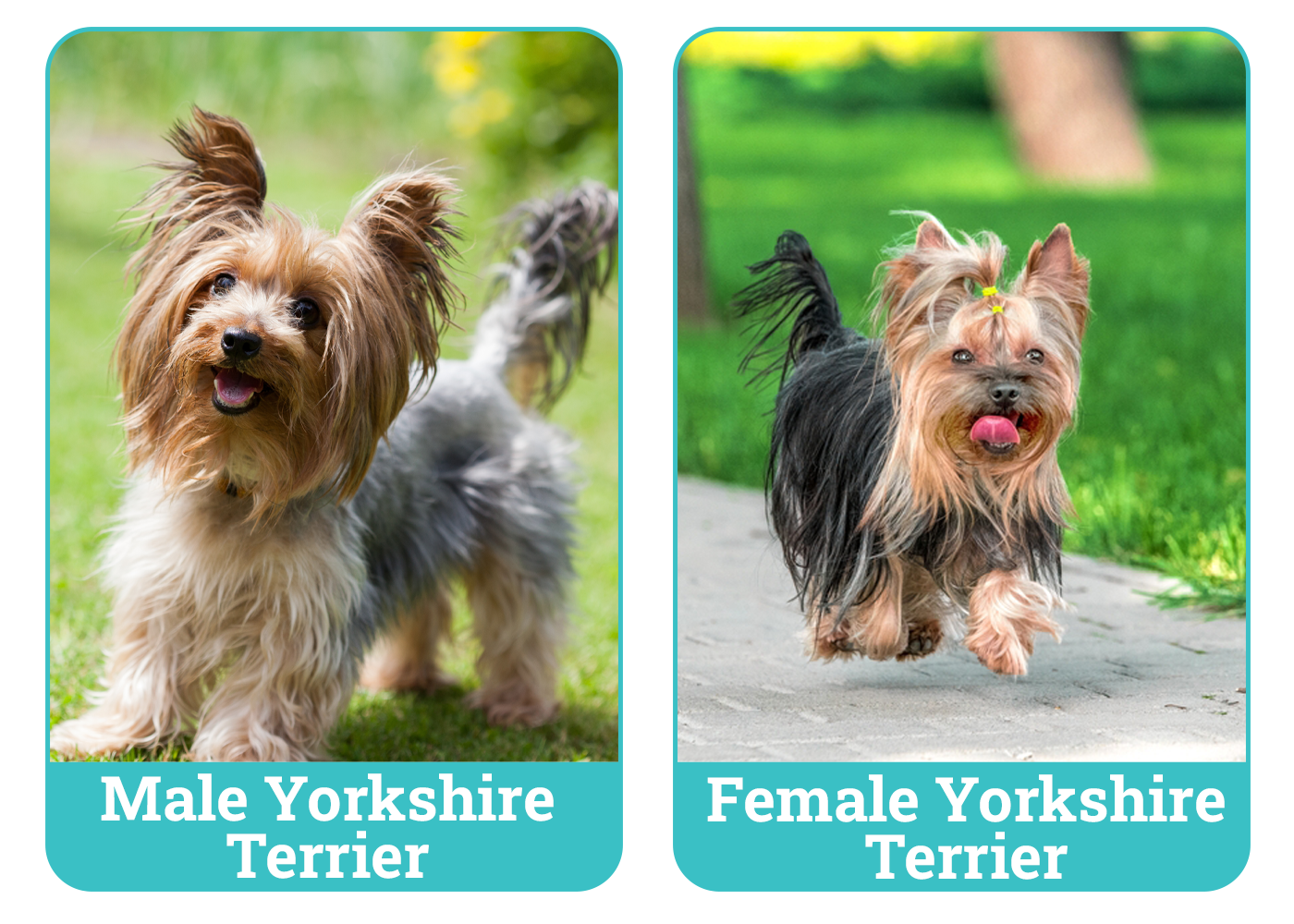 Male Yorkshire Terrier Vs Female Yorkshire Terrier: Best Pick?