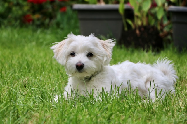 maltese lifespan unveiling their longevity secrets