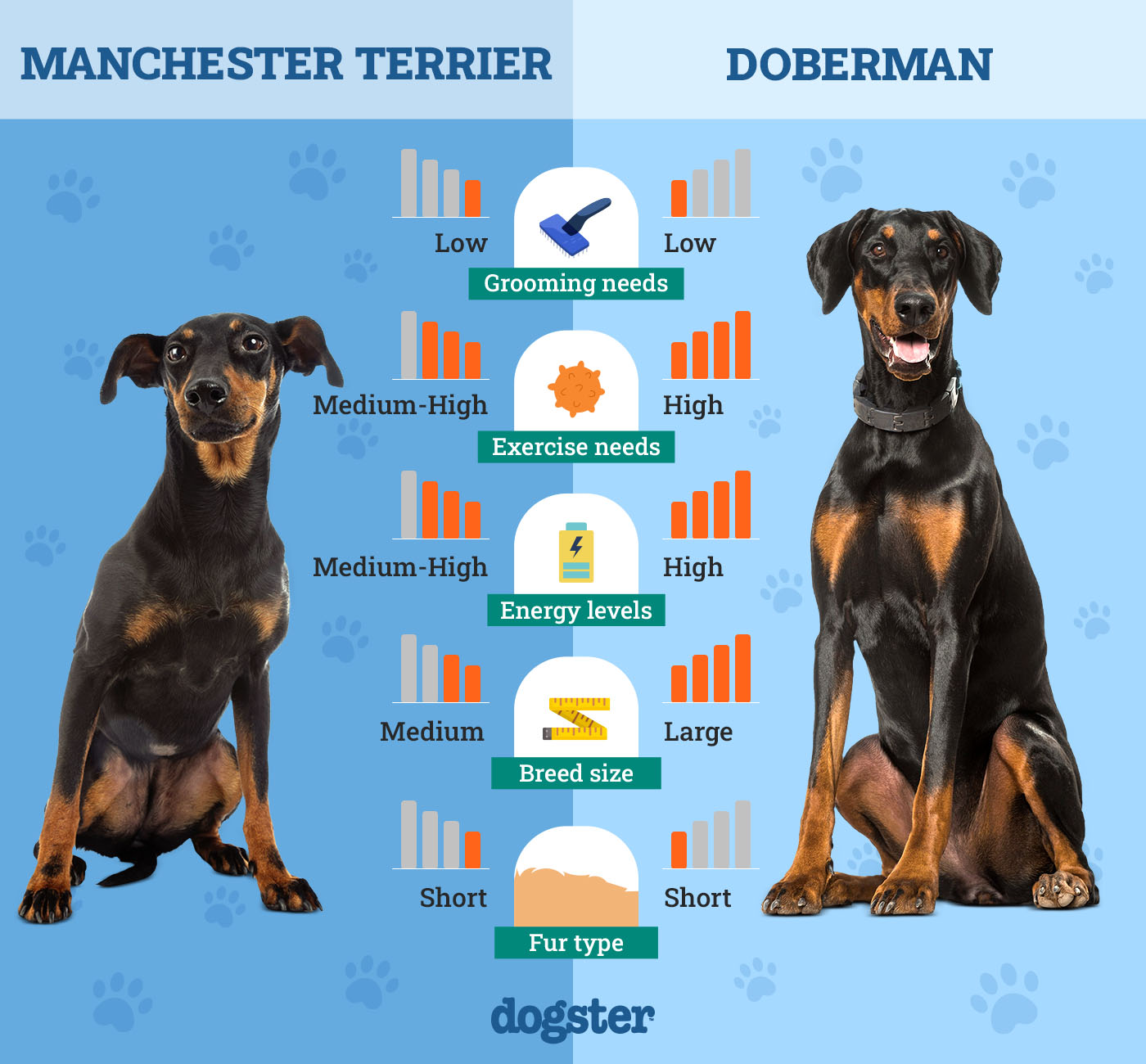 Manchester Terrier Vs Doberman: Ultimate Breed Comparison Guide