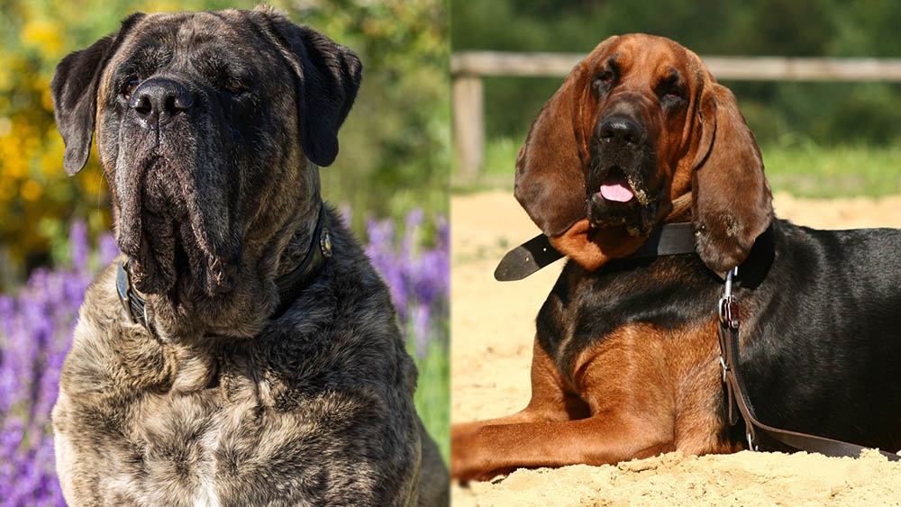 Mastiff Bloodhound Mix: Gentle Giants’ Guide