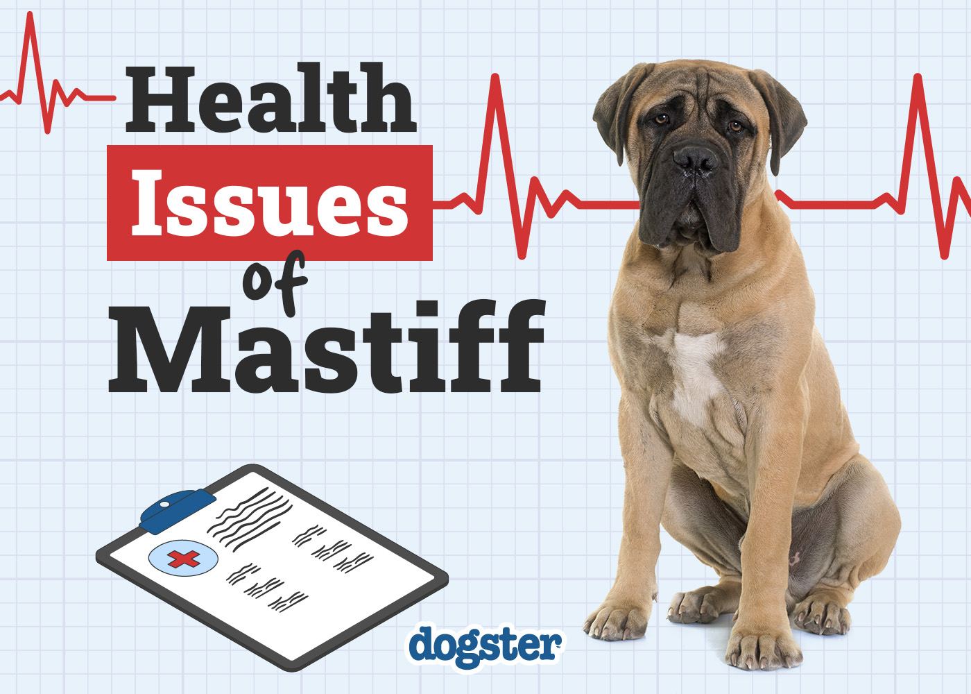 mastiff health problems essential tips for a healthy life