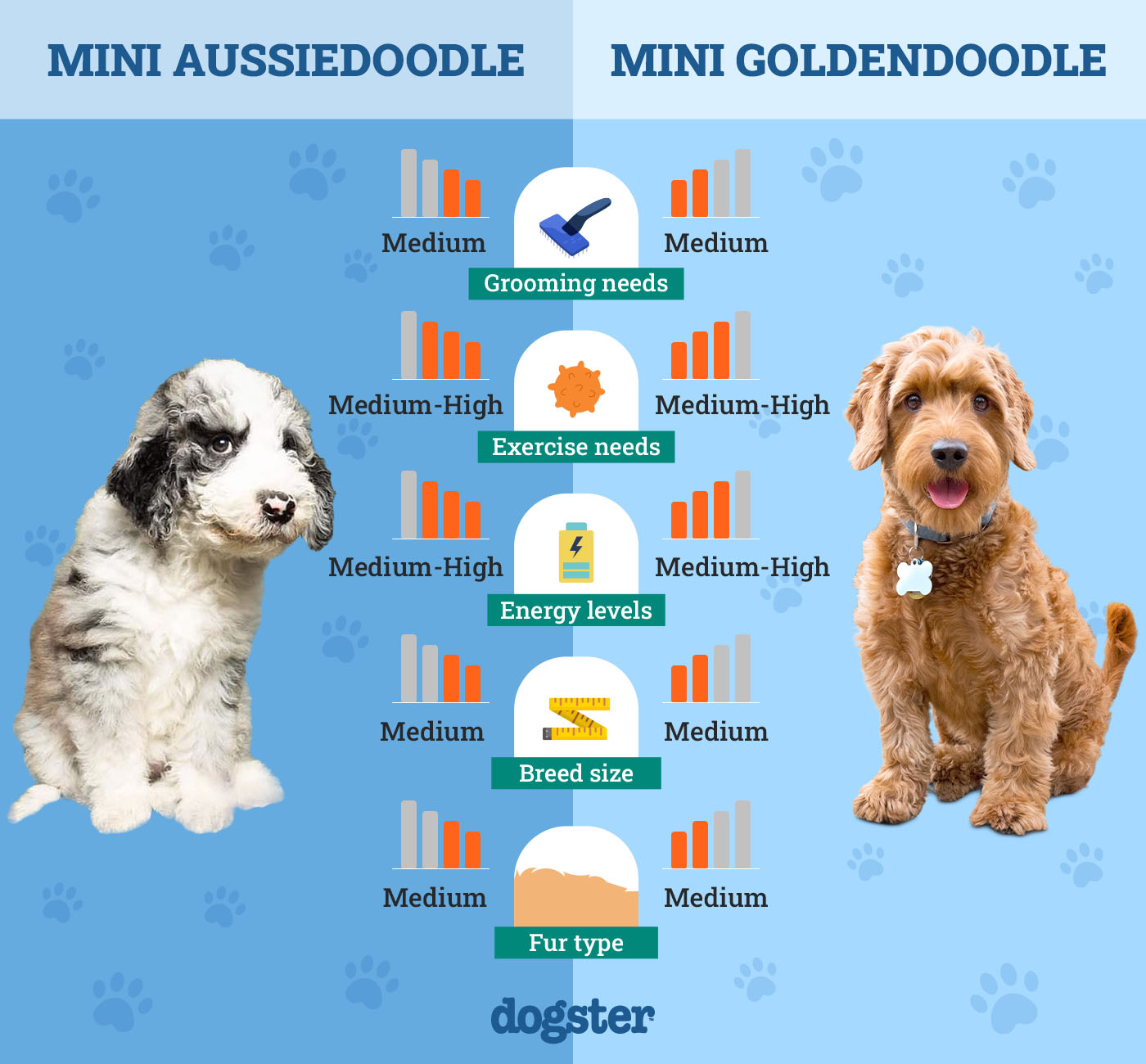 mini aussiedoodle vs mini goldendoodle furry faceoff 1