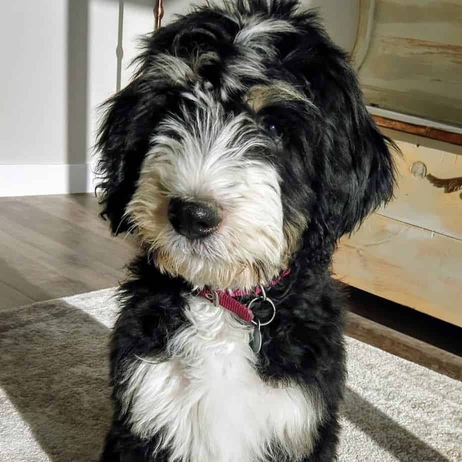 mini bernese mountain dog and poodle mix a perfect pooch