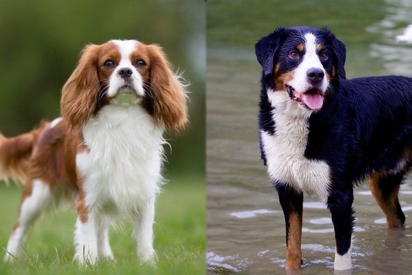 mini bernese vs bernese mountain dog a size up 1