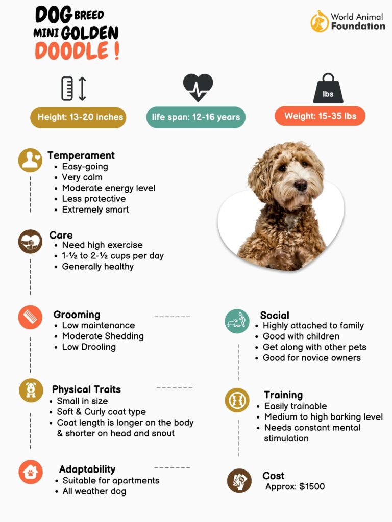 mini goldendoodle health issues essential tips for owners