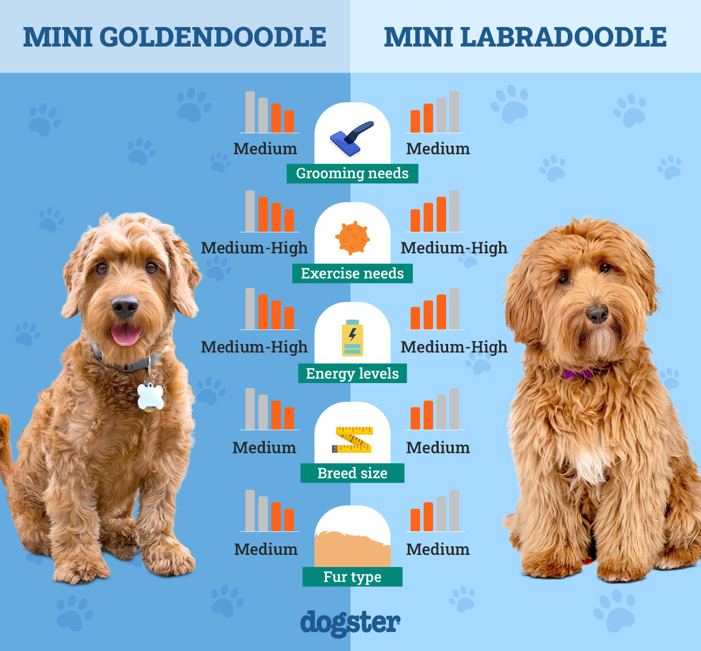 Mini Goldendoodle Vs Mini Labradoodle: Ultimate Showdown