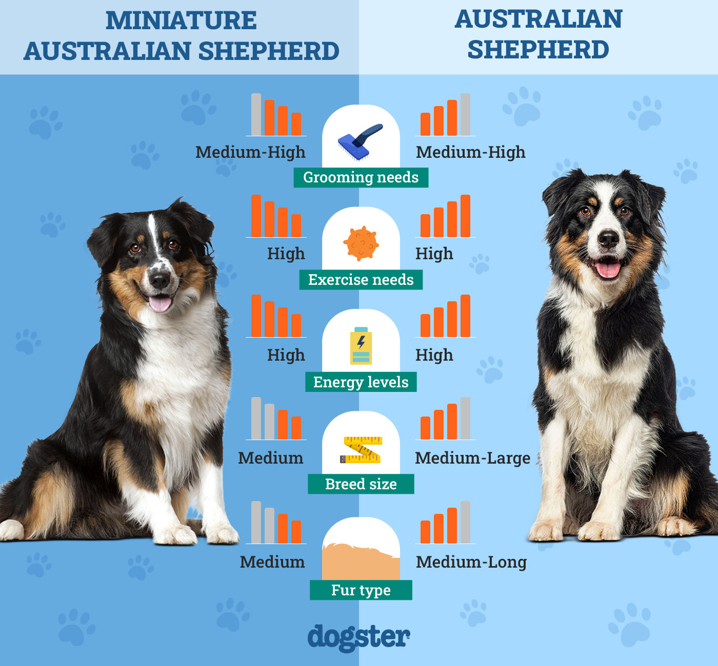 miniature australian shepherd vs australian shepherd key differences