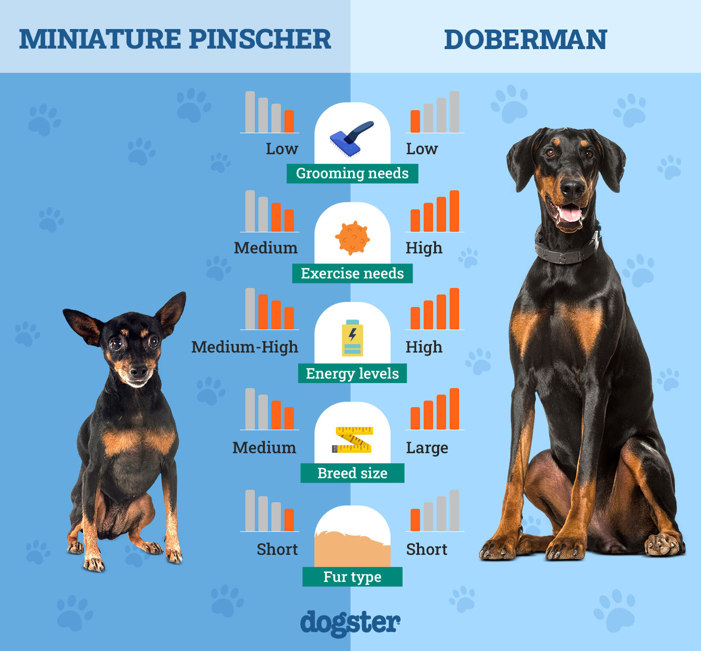 miniature pinscher vs doberman breed battle royale