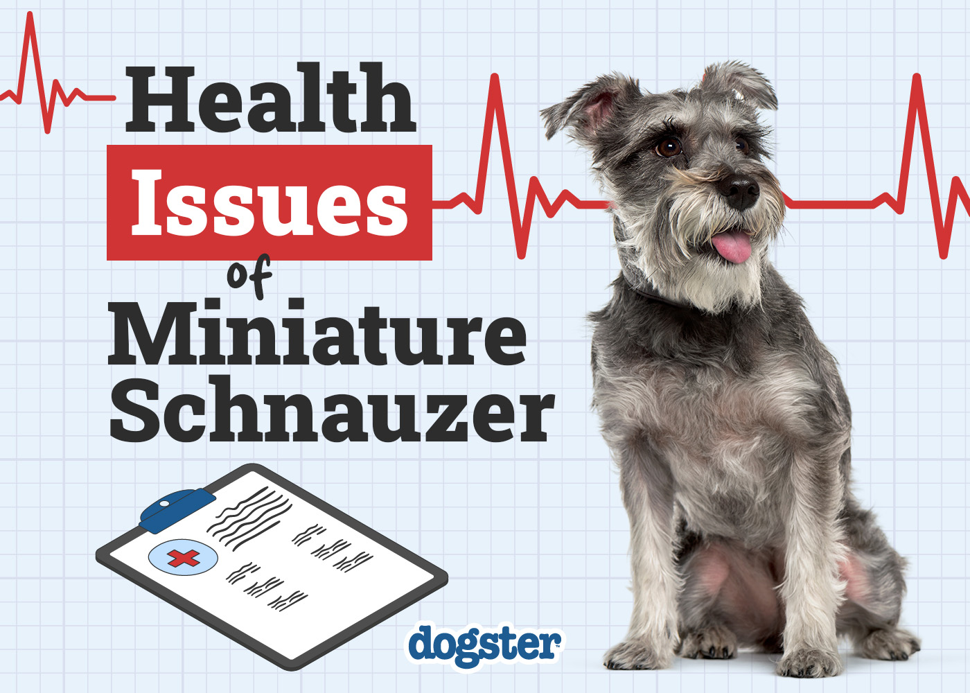 miniature schnauzer health problems essential tips for owners