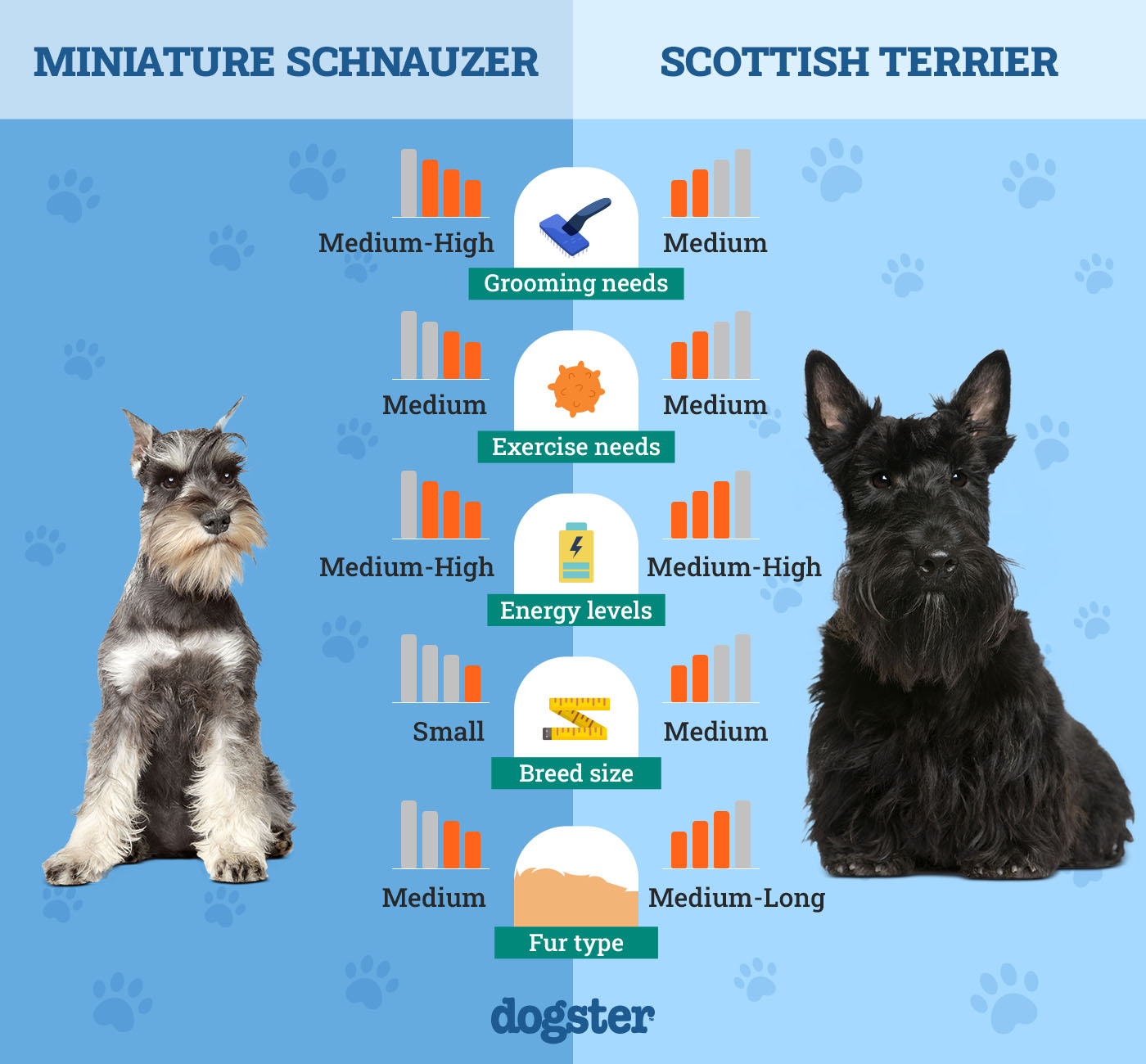 miniature schnauzer vs scottish terrier ultimate breed comparison