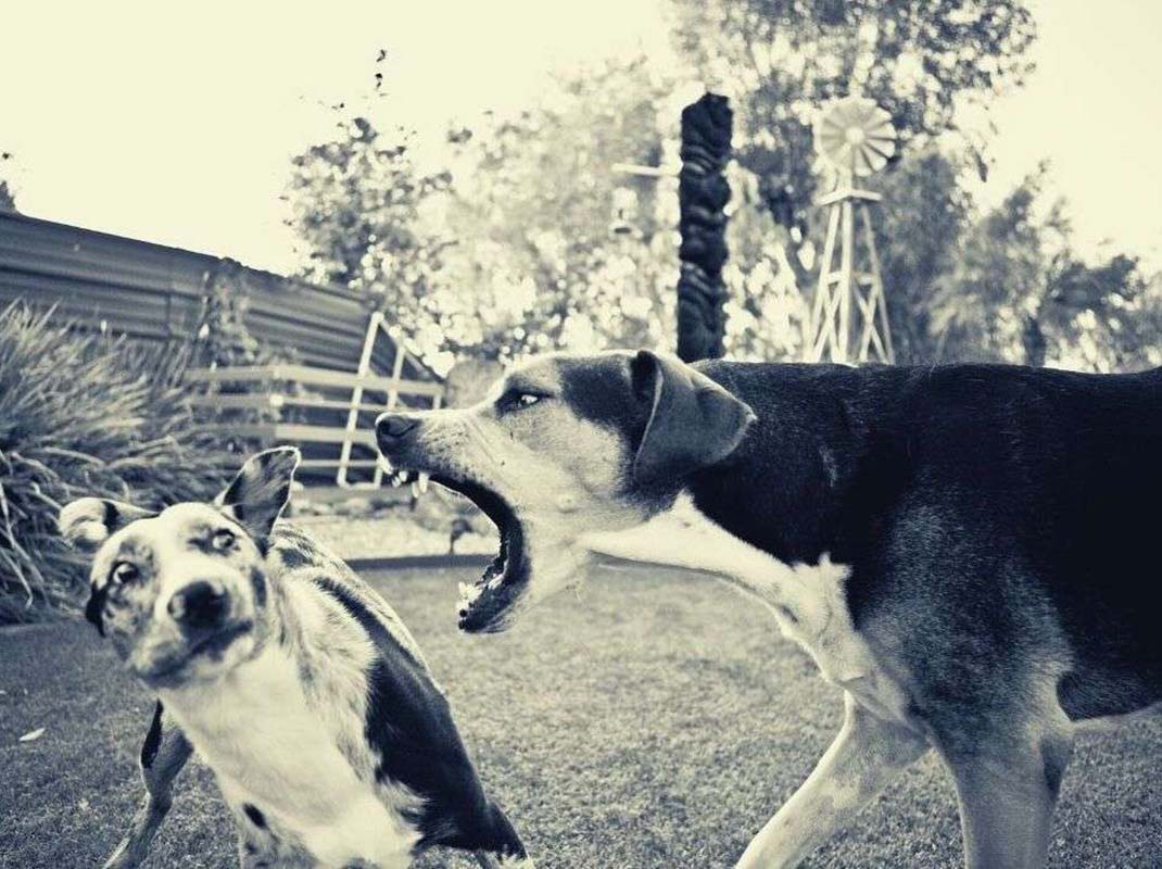 My Dog Barks at Everything That Passes By: Effective Solutions