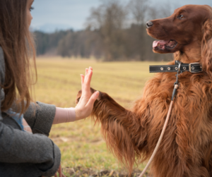 Obedience Training for Dogs at Home: Unleash Success!