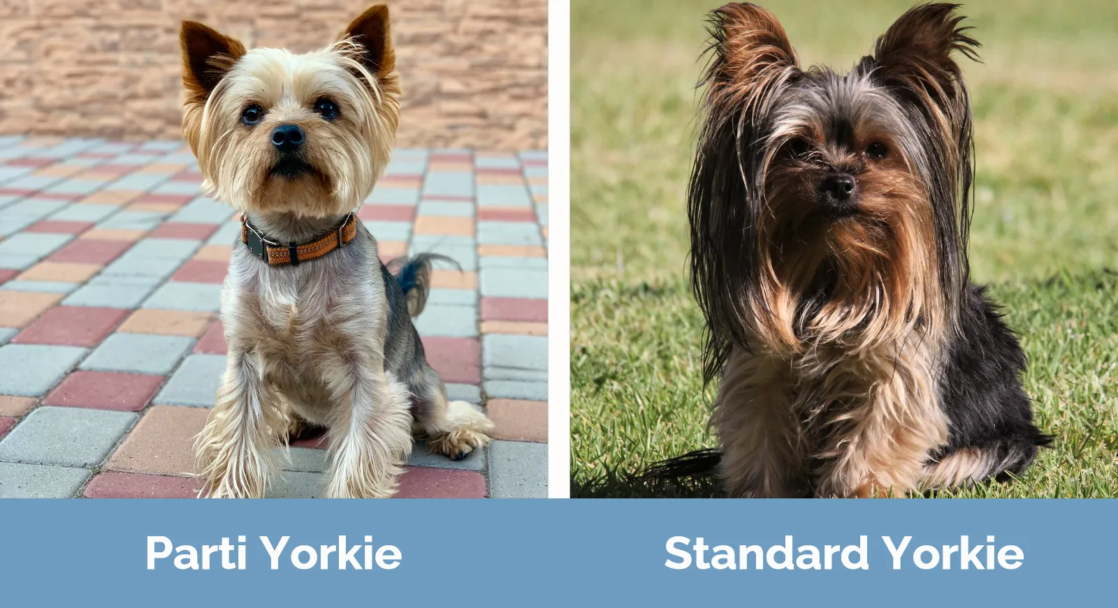 Parti Yorkie vs Standard Yorkie: Unravel the Charm!