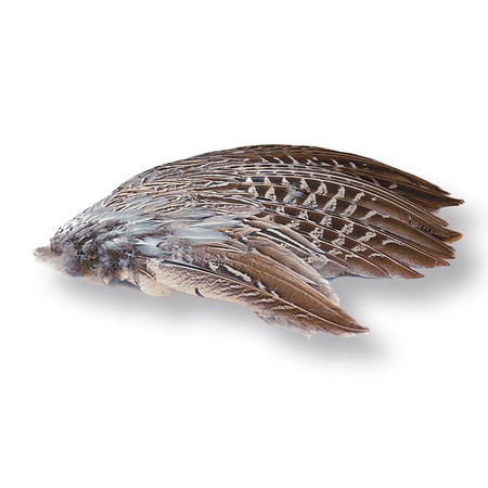 pheasant wings dog training unleash your pets potential