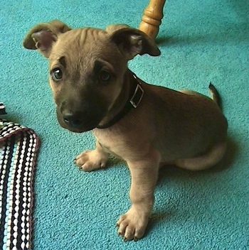 Pitbull Chihuahua Mix: Unveiling the Pint-Sized Powerhouse