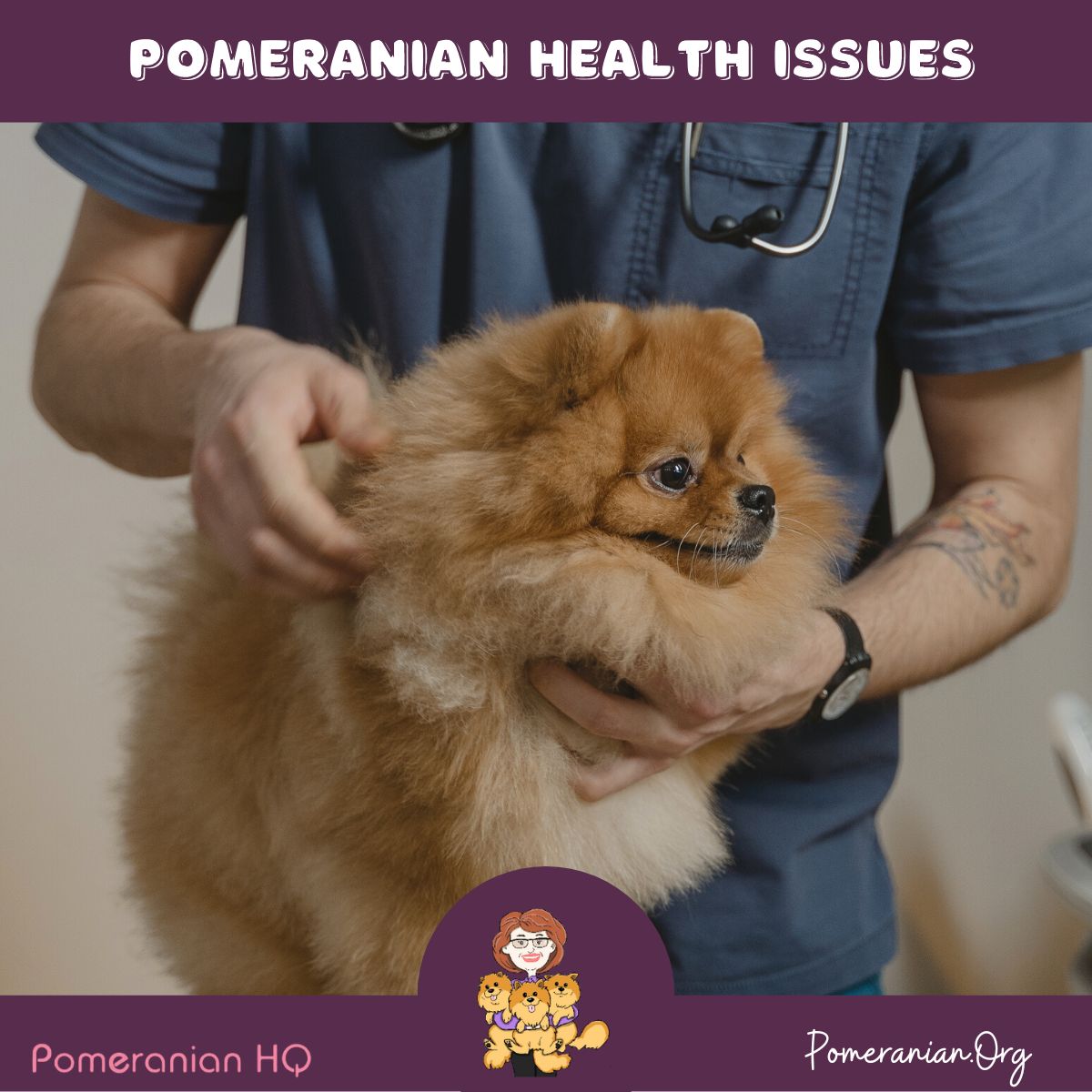 pomeranians health problems essential tips for a healthy pup