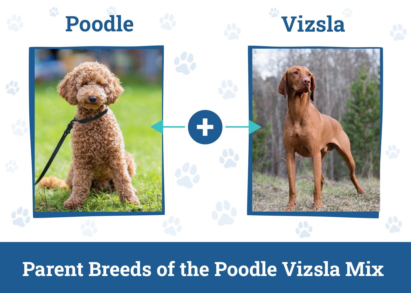 Poodle Vizsla Mix Vizsladoodle: A Perfect Pooch?