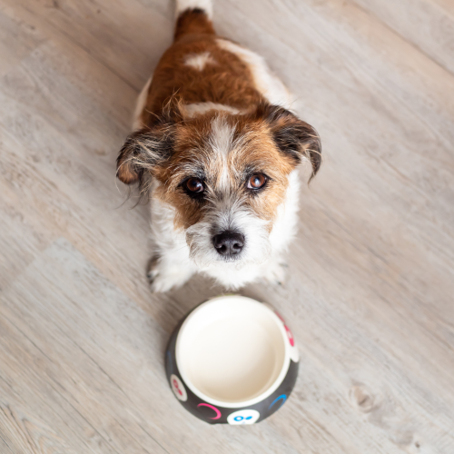 Pros And Cons of Feeding Dogs Once a Day: Expert Insights