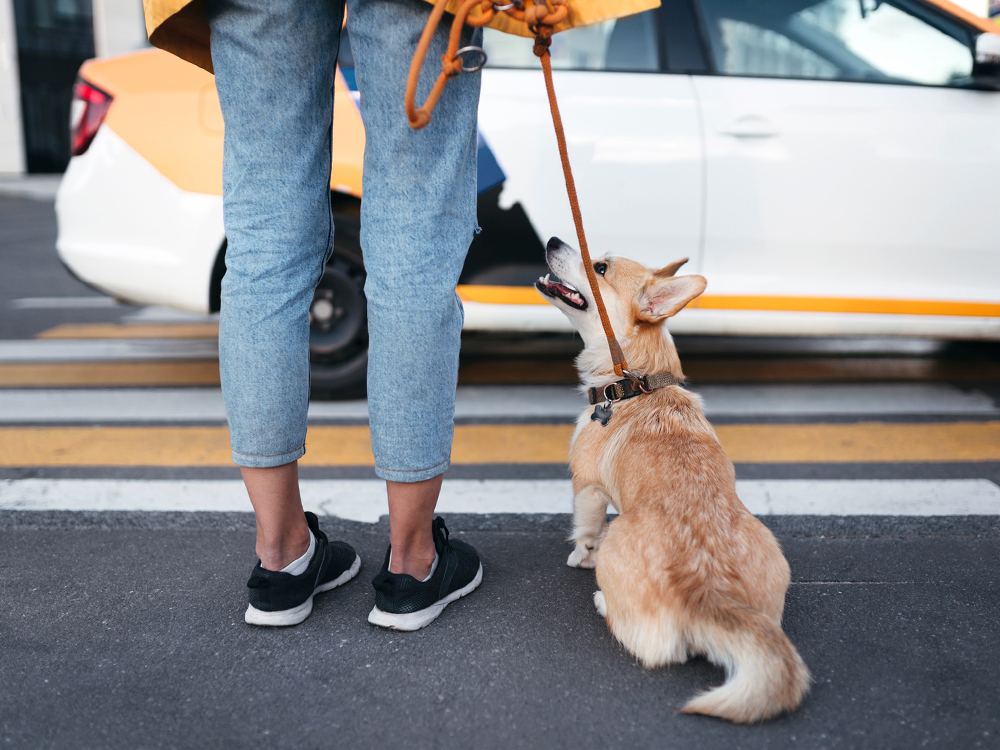 puppy eats everything on walks curb the habit