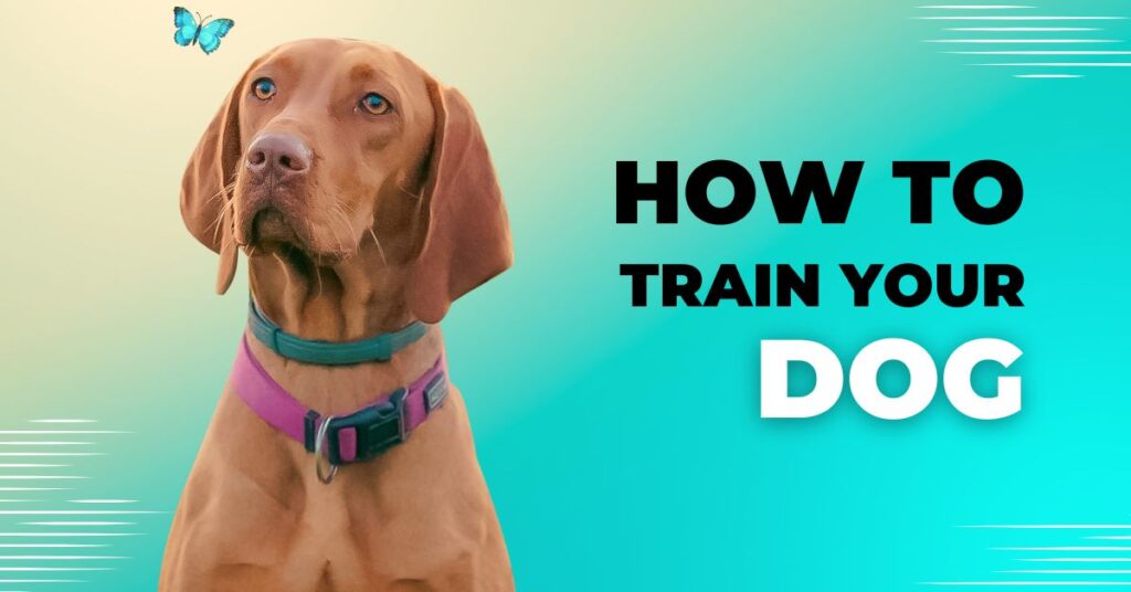Puppy Obedience Training Classes: Key to a Well-Behaved Pet