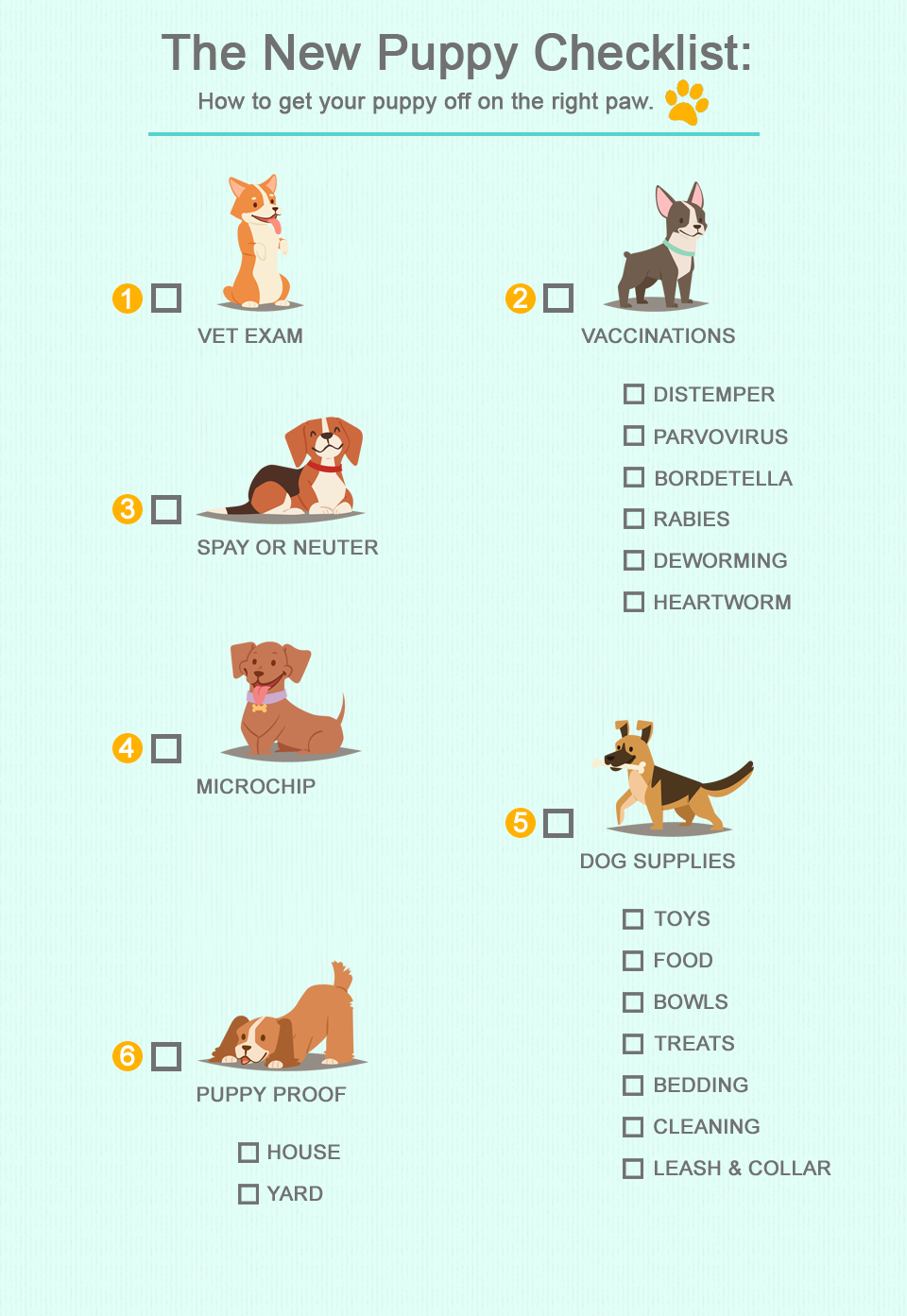 puppys first vet visit checklist essential tips prep