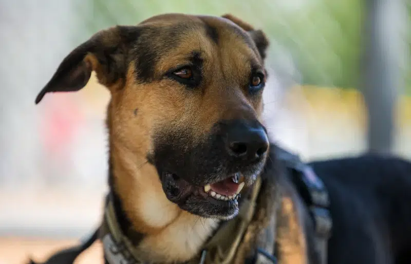 Rhodesian German Mix: Unveiling the Ultimate Hybrid Hound
