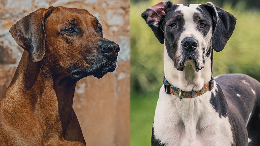Rhodesian Great Dane Mix: Unveiling the Gentle Giant
