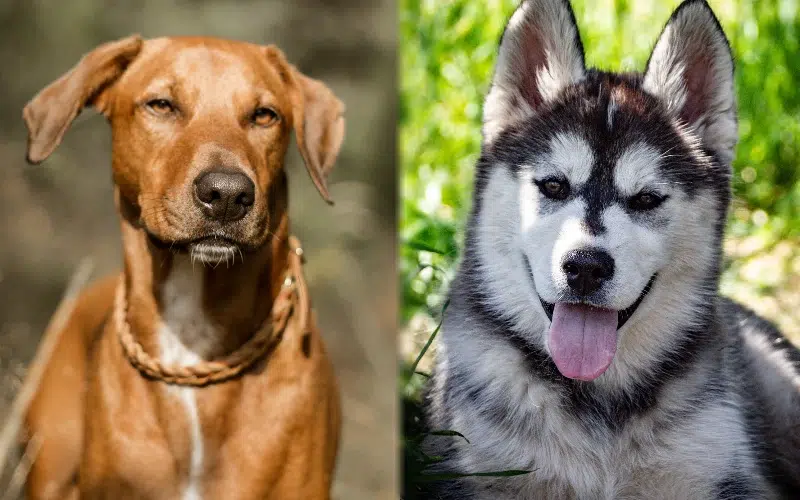 rhodesian husky mix unveiling the ultimate hybrid hound