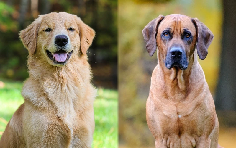 Rhodesian Ridgeback Golden Retriever Mix: Perfect Pooch?
