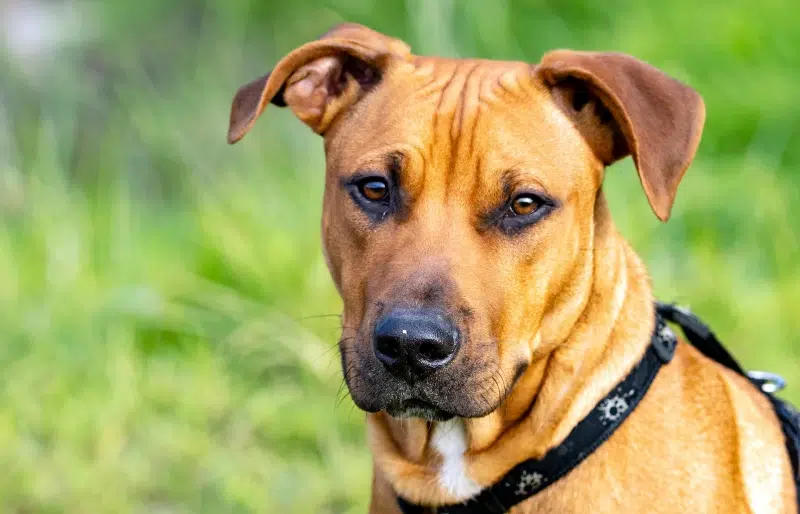 rhodesian ridgeback pitbull mix the ultimate loyal companion