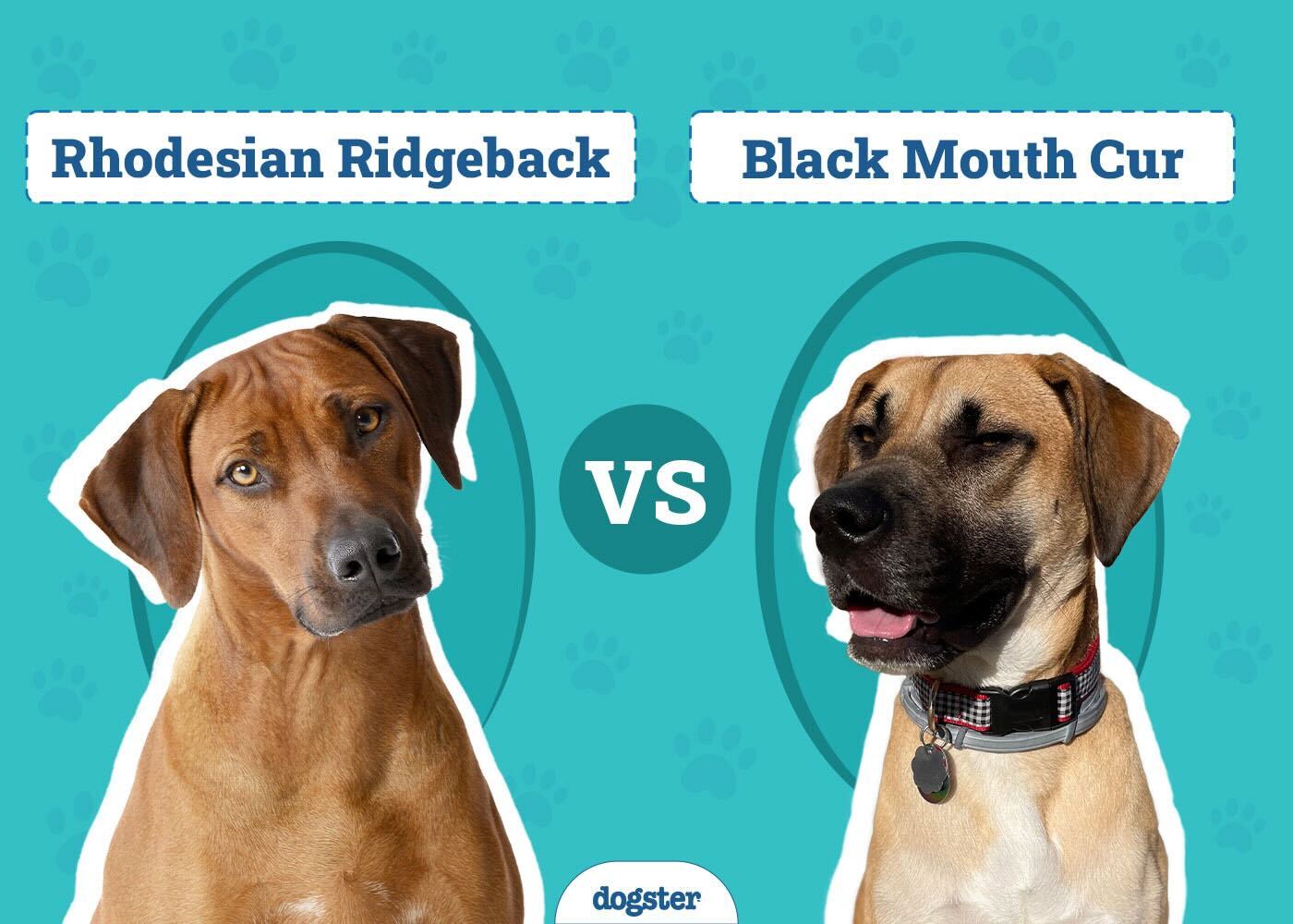 Rhodesian Ridgeback Vs Black Mouth Cur: Breed Battle!