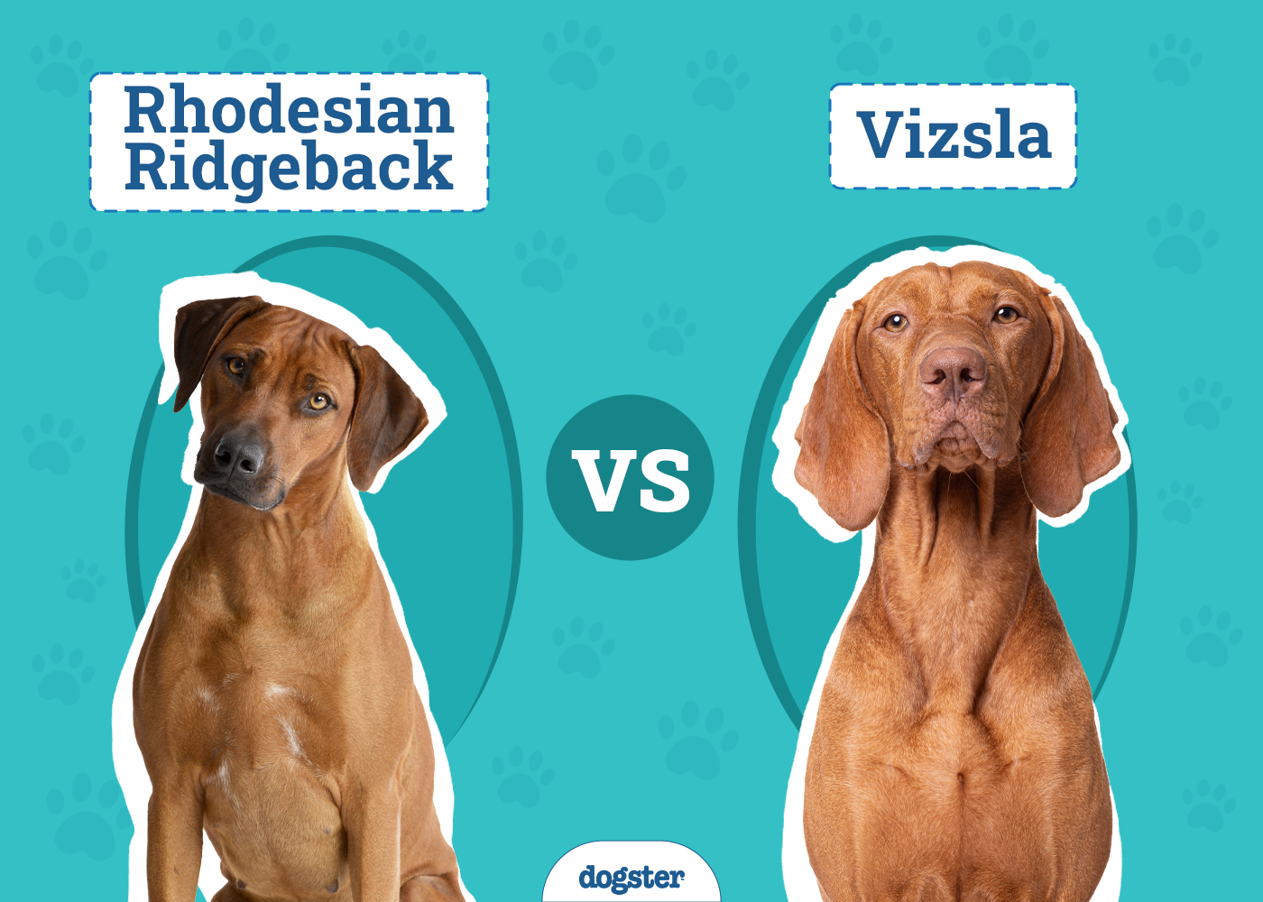rhodesian ridgeback vs vizsla choosing your perfect pup