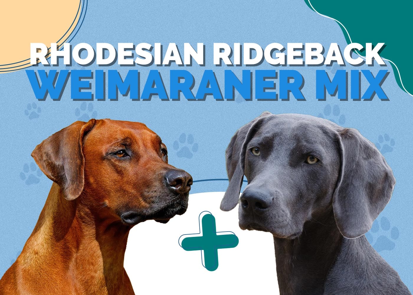 rhodesian ridgeback weimaraner mix a unique blend 1