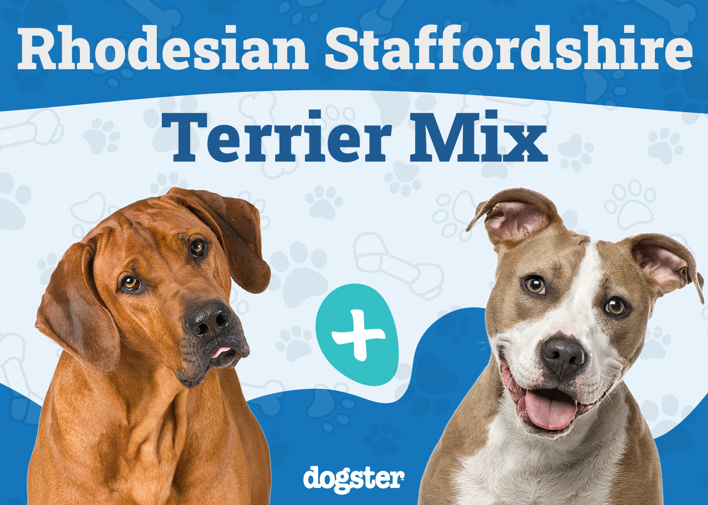 Rhodesian Staffordshire Terrier Mix: Unleash the Facts!