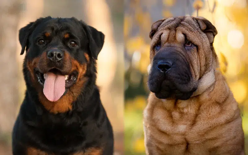Rott Pei Shar Pei Rottweiler Mix: Ultimate Breed Guide