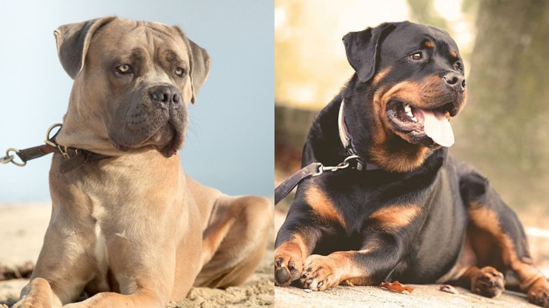 Rotticorso Cane Corso Rottweiler Mix: Mighty Companions