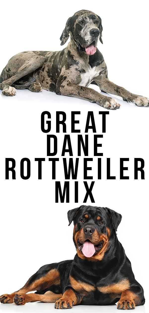 Rottweiler Great Dane Mix: Unveiling the Gentle Giant