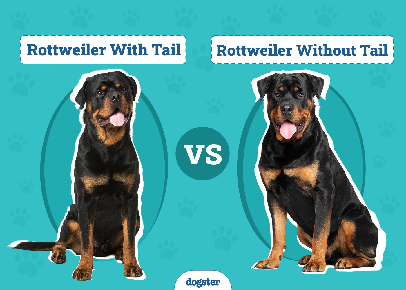 rottweiler with tail vs without breed insights