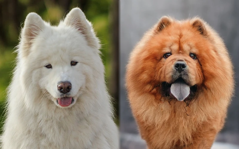 samoyed chow chow mix unveiling the fluffy enigma 1