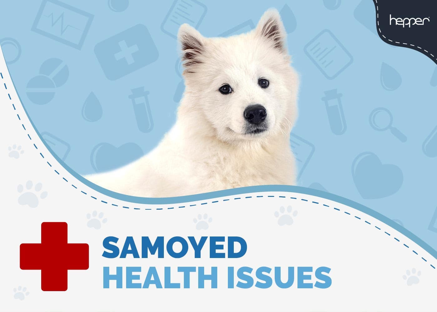 samoyed health issues common problems and solutions